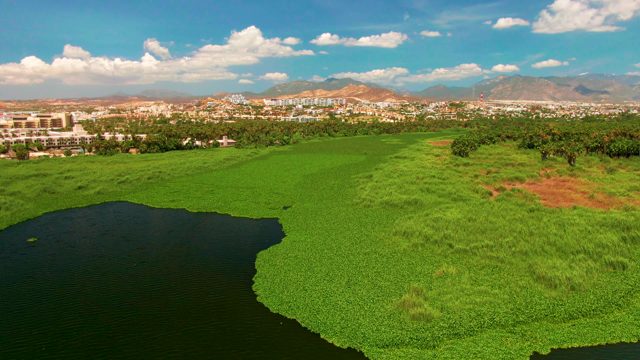 SAN JOSE DEL CABO BCS MEXICO-2022: Lake with Green Vegetation and Moving Object