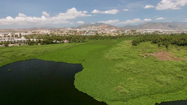 SAN JOSE DEL CABO BCS MEXICO-2022: Waterfowl Gliding Across Lake with Lush Vegetation