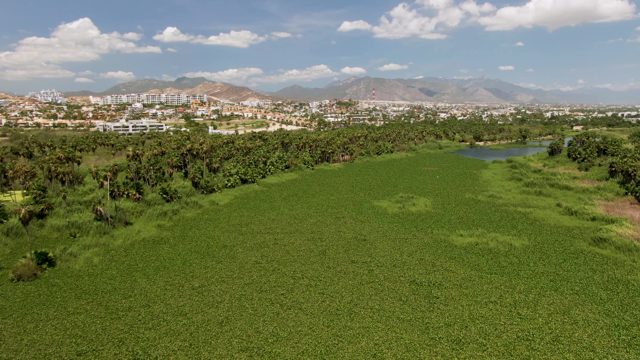 SAN JOSE DEL CABO BCS MEXICO-2022: Lush Field and Tree Line in Aerial Motion