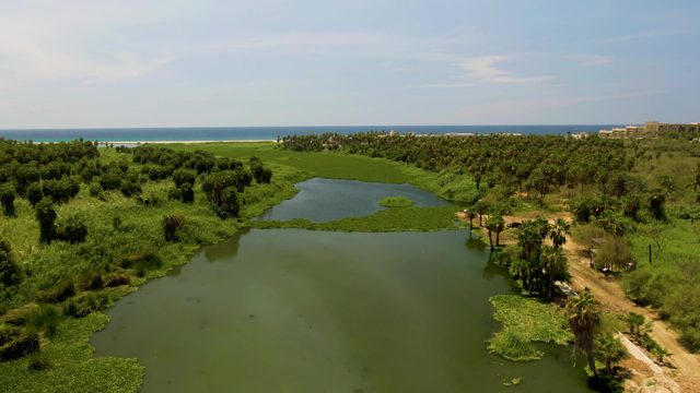 SAN JOSE DEL CABO BCS MEXICO-2022: Pond Water Level Receding in Lush Coastal Area