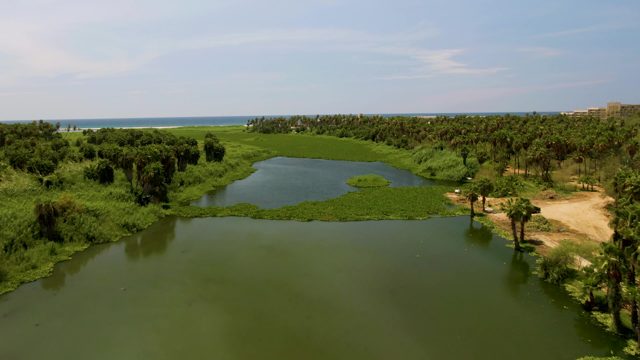 SAN JOSE DEL CABO BCS MEXICO-2022: Rising Water Submerges Coastal Lagoon Vegetation