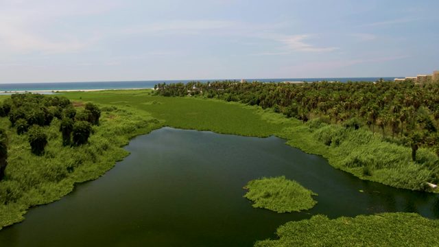 SAN JOSE DEL CABO BCS MEXICO-2022: Coastal Lagoon with Drifting Water Hyacinth