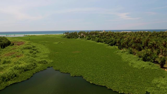 SAN JOSE DEL CABO BCS MEXICO-2022: Wetland and Ocean Shore Aerial Transition