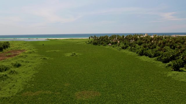 SAN JOSE DEL CABO BCS MEXICO-2022: Person Walking in Coastal Green Field Near Beach