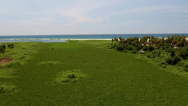SAN JOSE DEL CABO BCS MEXICO-2022: Lush Green Field Leading to Sandy Beach and Ocean