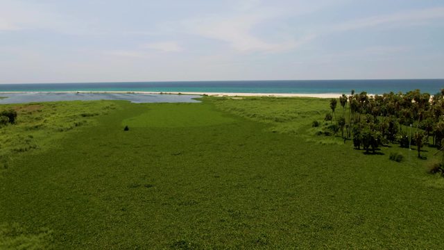 SAN JOSE DEL CABO BCS MEXICO-2022: Grassy Field Leading to Sandy Beach and Ocean