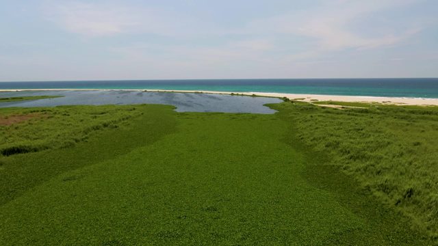 SAN JOSE DEL CABO BCS MEXICO-2022: Grassy Dunes and Lagoon with Ocean Waves