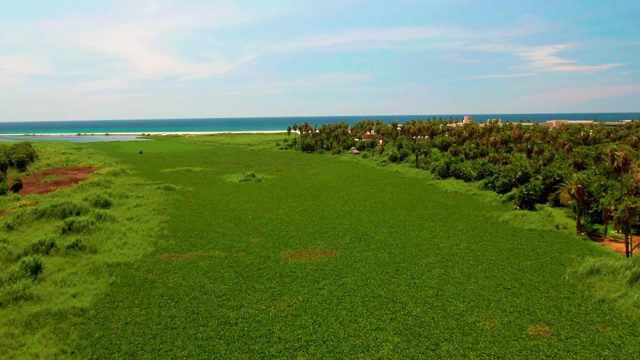 Lush Green Field with Ocean in the Distance