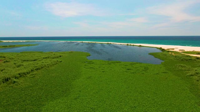 Coastal Wetland Lagoon and Sandy Ocean Shore