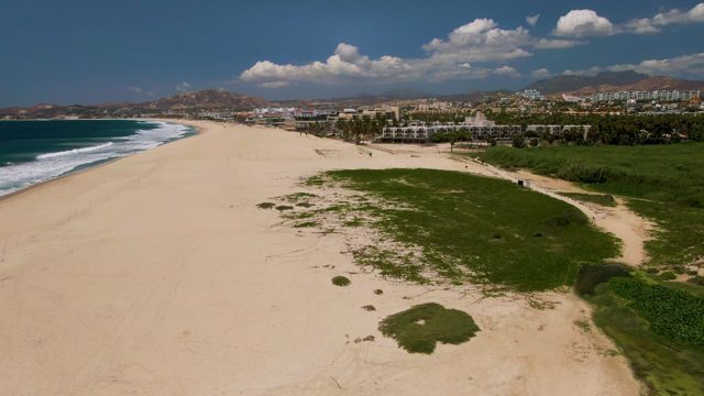 Wind-Blown Grass Patches on Sandy Beach