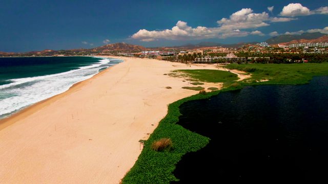Shifting Coastal Vegetation Along Sandy Beach