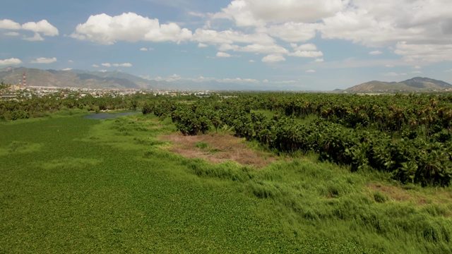 Agricultural Fields and Palm Trees with Distant Mountains