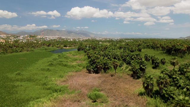 Agricultural Fields and Palm Trees with Distant Town