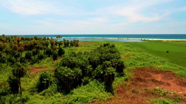 Aerial Movement Over Coastal Vegetation and Ocean