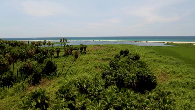 Tropical Coastal Vegetation and Ocean View