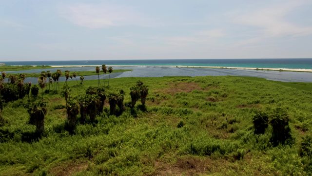 Coastal Grassland with Palm Trees and Ocean Waves
