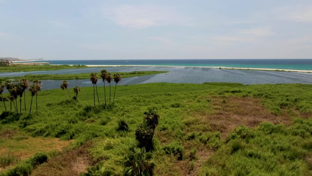 Palm Trees Receding During Leftward Camera Pan over Coastal Grassland