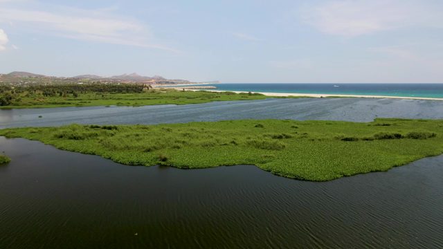 Approaching Water Plants in Coastal Lagoon