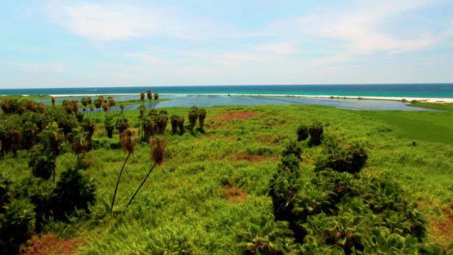 Coastal Grassland with Palm Trees and Ocean