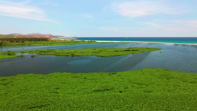 Receding Water Exposes Coastal Wetland Vegetation