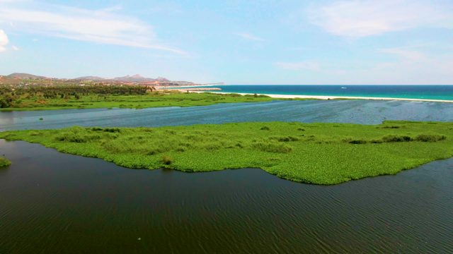 Lush Aquatic Vegetation in Coastal Wetland