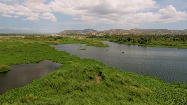 Wetland Water Channels and Lush Green Vegetation