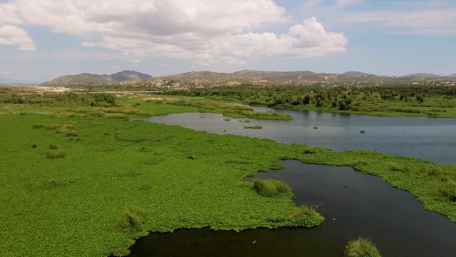 Swaying Aquatic Plants in a River