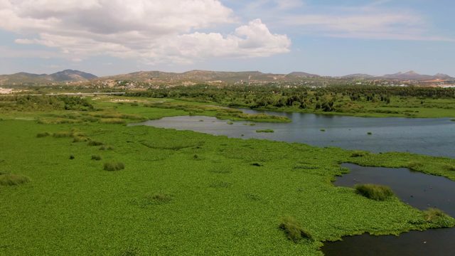 Water Hyacinth Drifting on a River