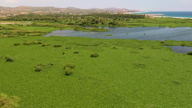Coastal Wetland with Lush Greenery and Waterways