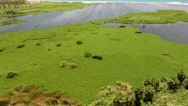 Water Hyacinth Patches and Ocean Coastline