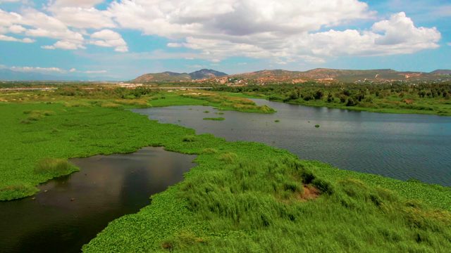 River with Floating Aquatic Plants