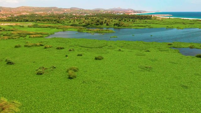 Lush Wetland with River Flowing to Ocean