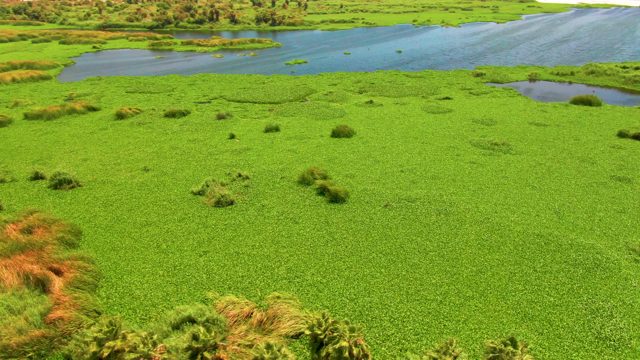 Lush Green Wetland with Water Patches