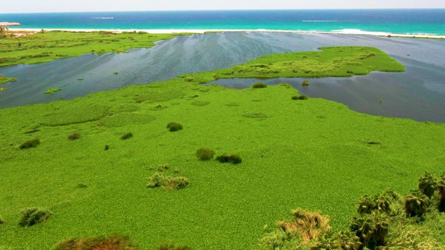 Coastal Lagoon with Green Water Plants and Ocean Waves