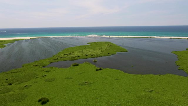 Coastal Lagoon with Shifting Green Vegetation