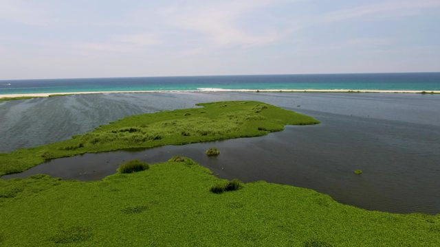 Coastal Wetland with Moving Birds in Shallow Waters
