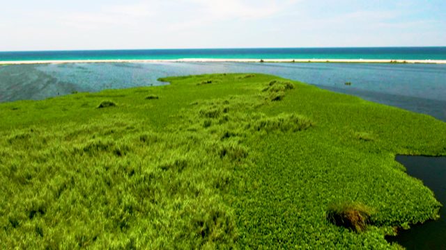 Island Vegetation and Water Body in Aerial to Close-Up Transition