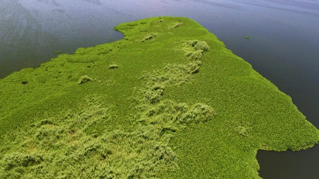Grassy Island and Shifting Ocean Horizons