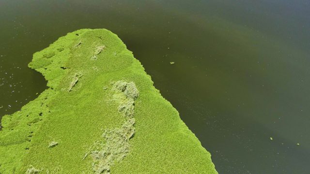 Mossy Peninsula in Dark Water