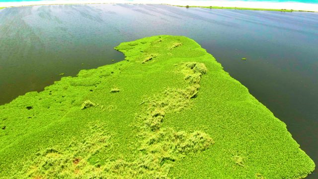 Green Aquatic Plant Patch in Shifting Ocean Waters