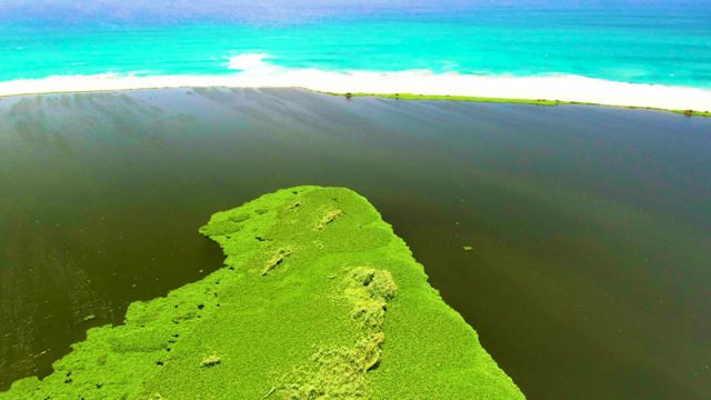 Algae-Covered Shallow Water Meets Turquoise Ocean