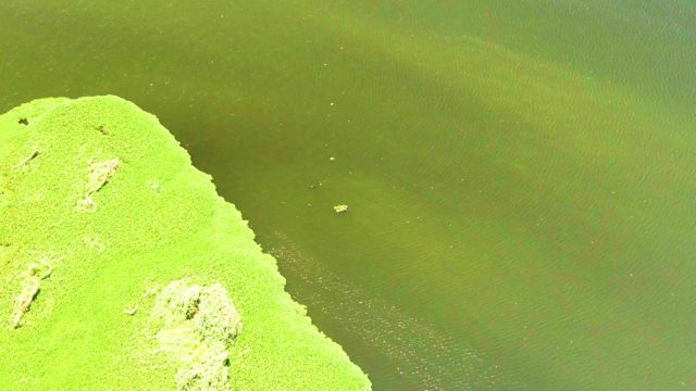 Grassy Landmass Edge with Moving Green Water