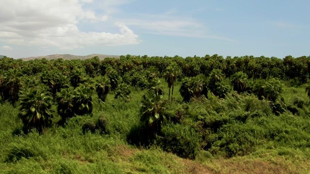 Palm Tree Plantation Aerial View