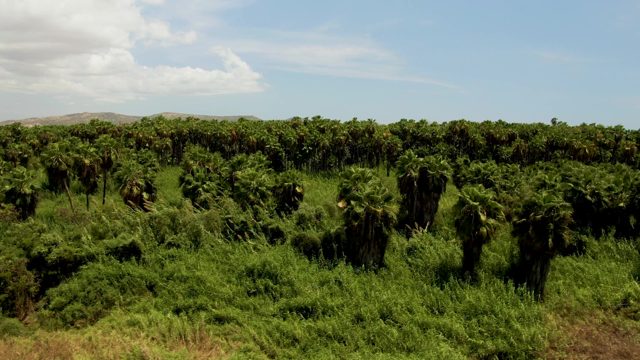 Palm Trees Swaying in a Lush Green Field