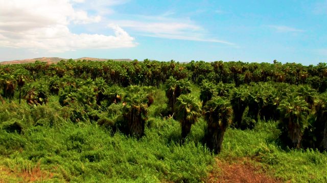 Palm Tree Plantation From Above