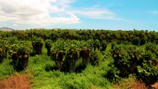 Palm Tree Plantation From Above