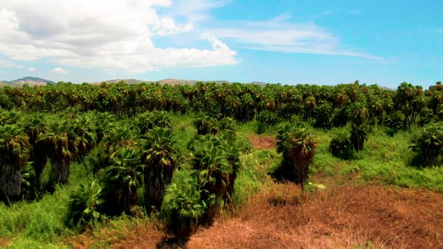 Palm Tree Plantation Aerial View