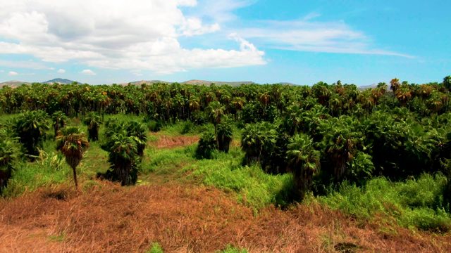 Palm Tree Plantation Field with Rows of Trees