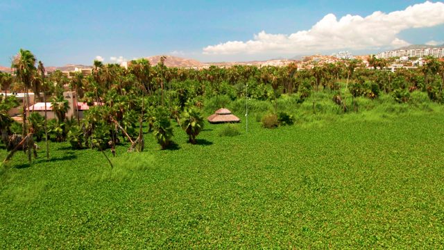 Lush Green Field with Palm Trees and Distant Structures