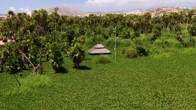 Palm Grove and Thatched Hut with Shifting Clouds